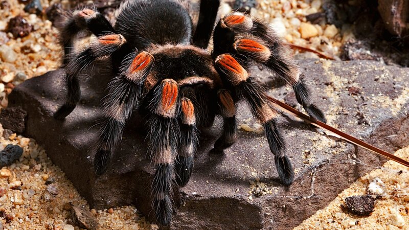 tarantula on a rock