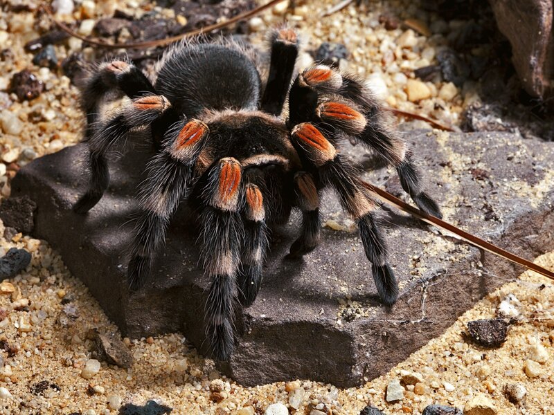 tarantula on a rock