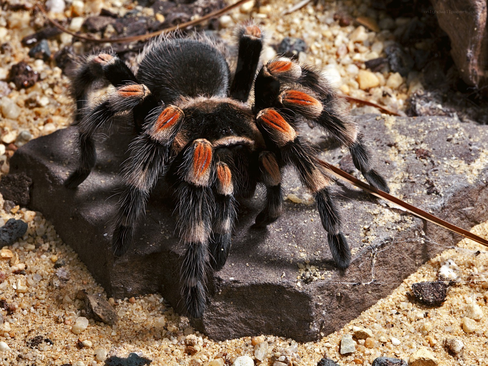 tarantula on a rock