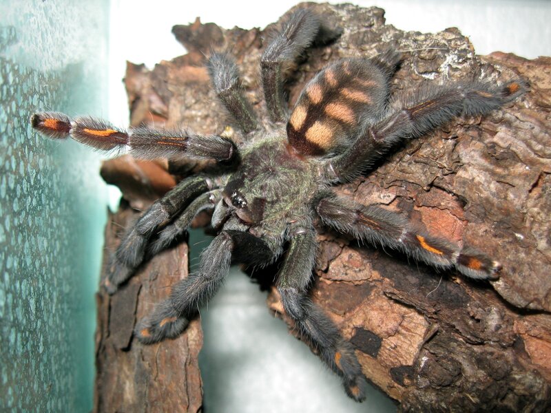 Tarantula on Bark — Brown, Natural