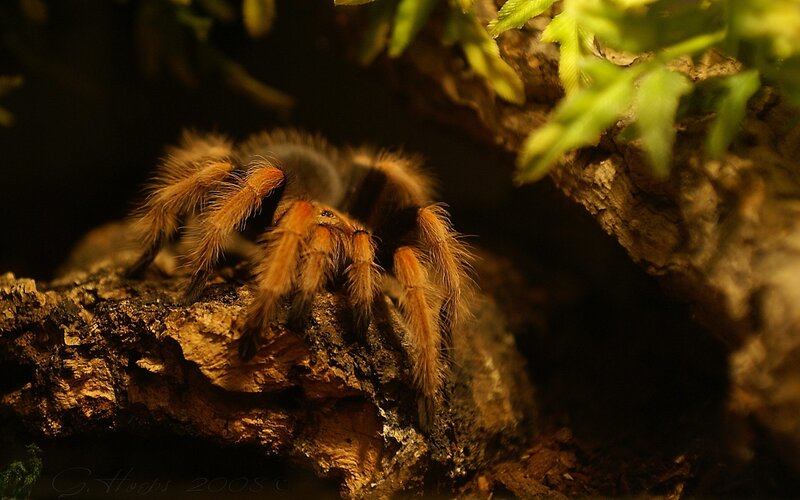 Tarantula on Bark — Brown