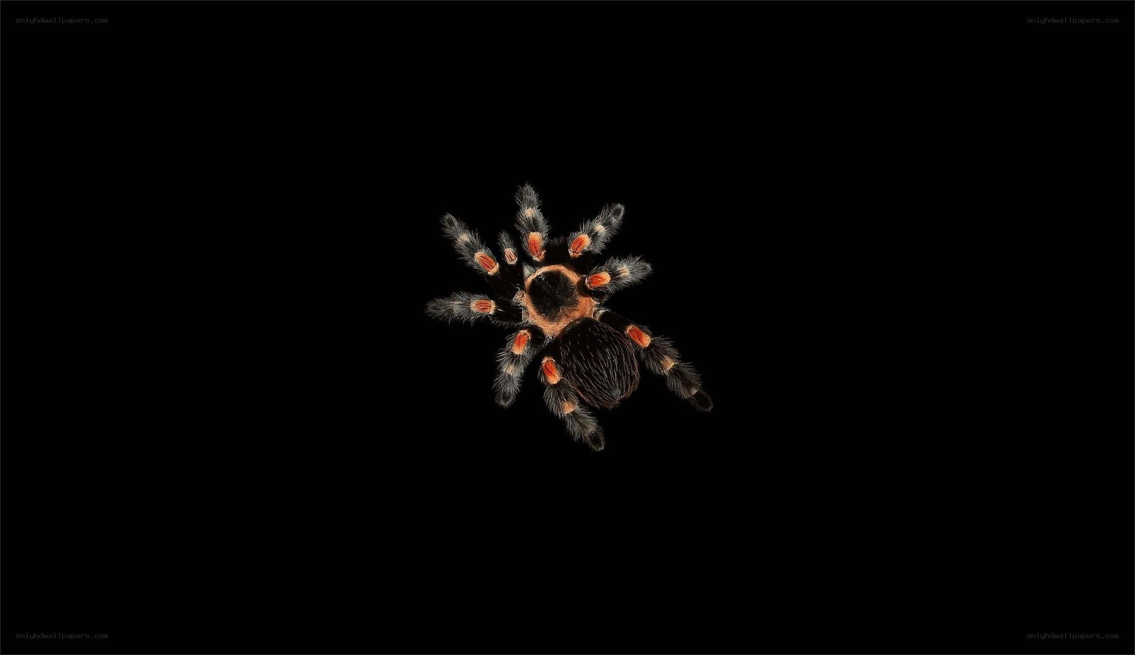 tarantula on black background
