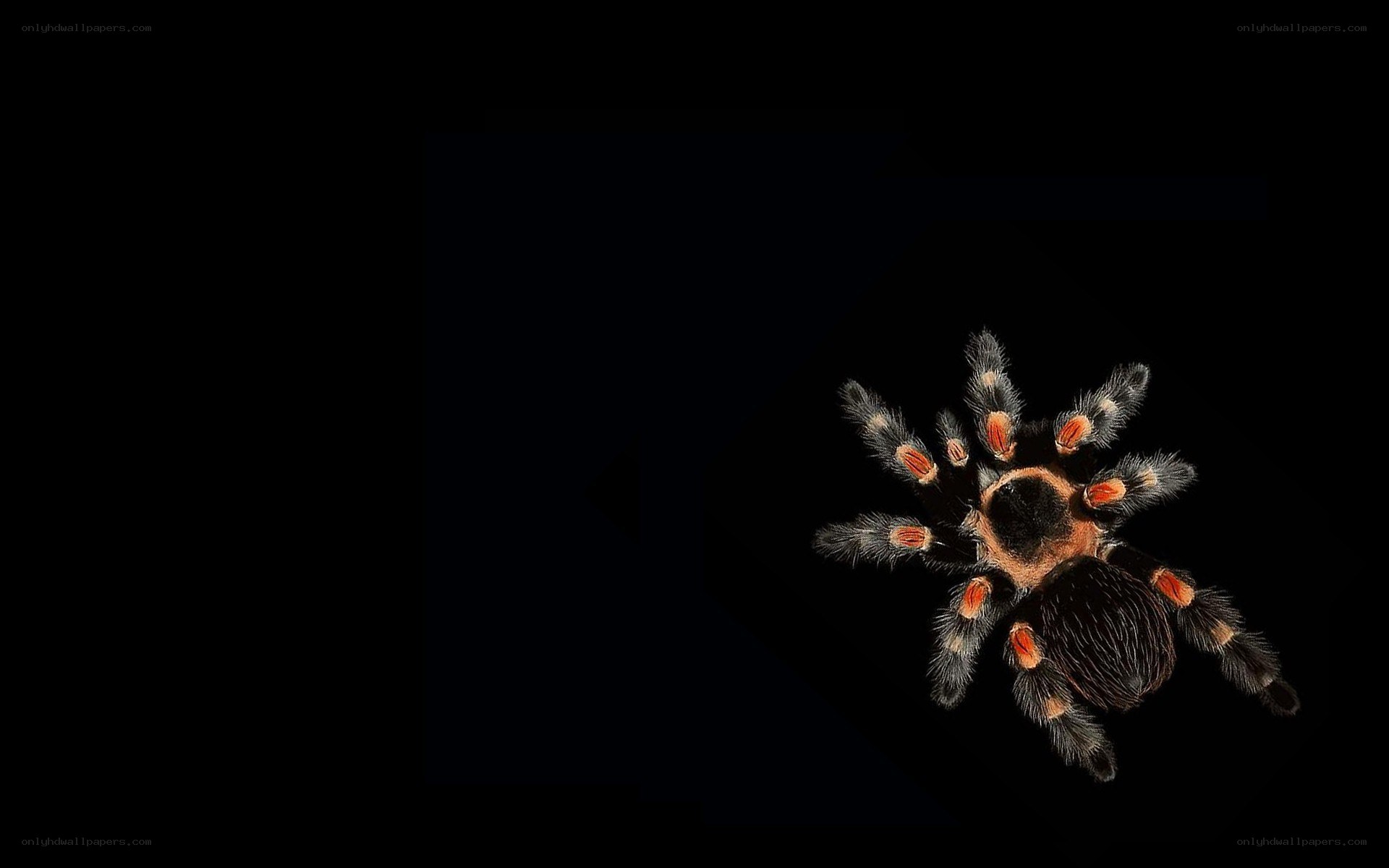 tarantula on black background