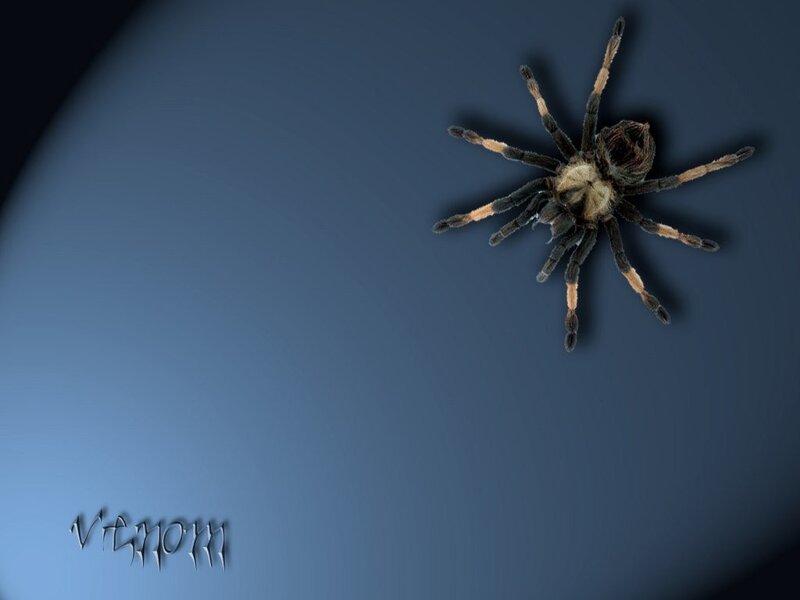 tarantula on blue background