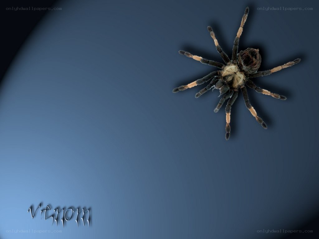 tarantula on blue background