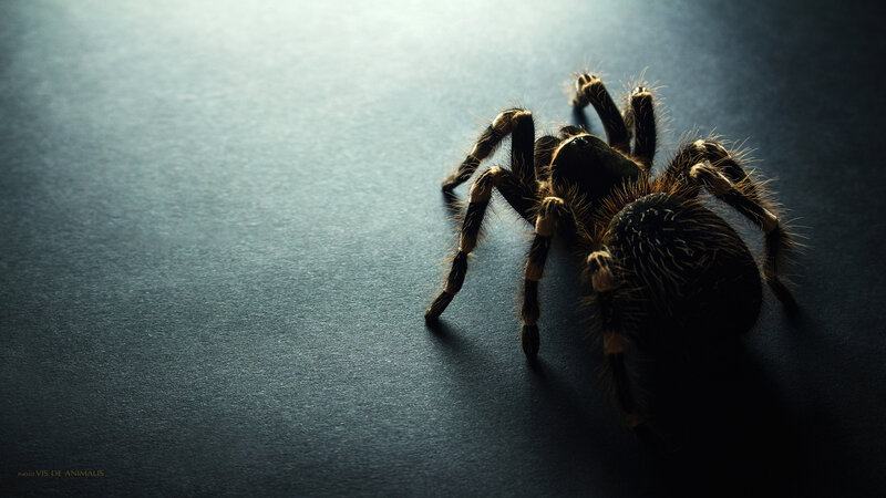Tarantula on Dark Surface