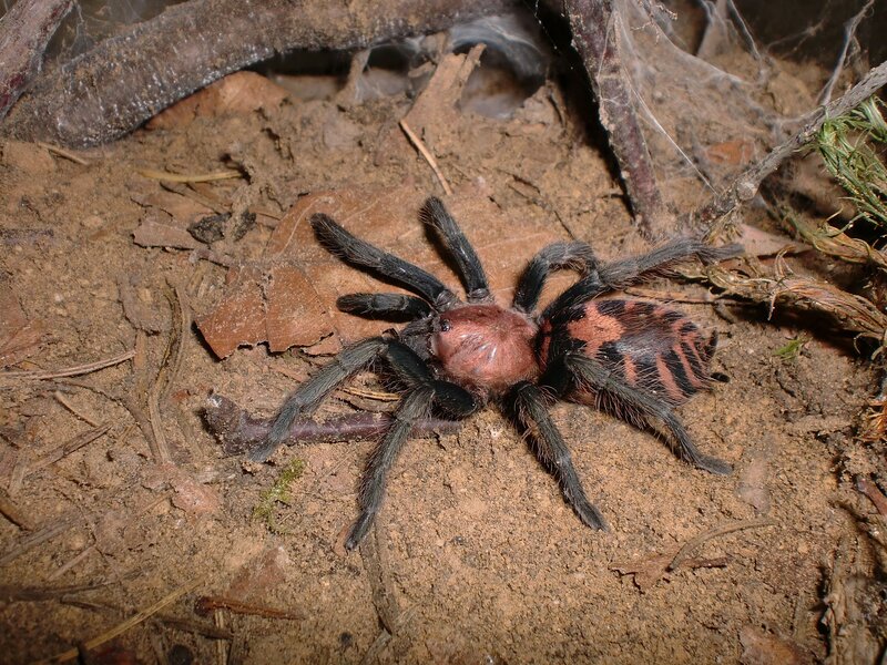Tarantula on Forest Floor — Brown
