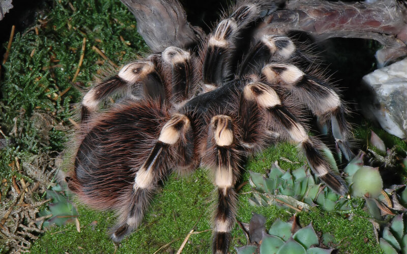 Tarantula on Moss
