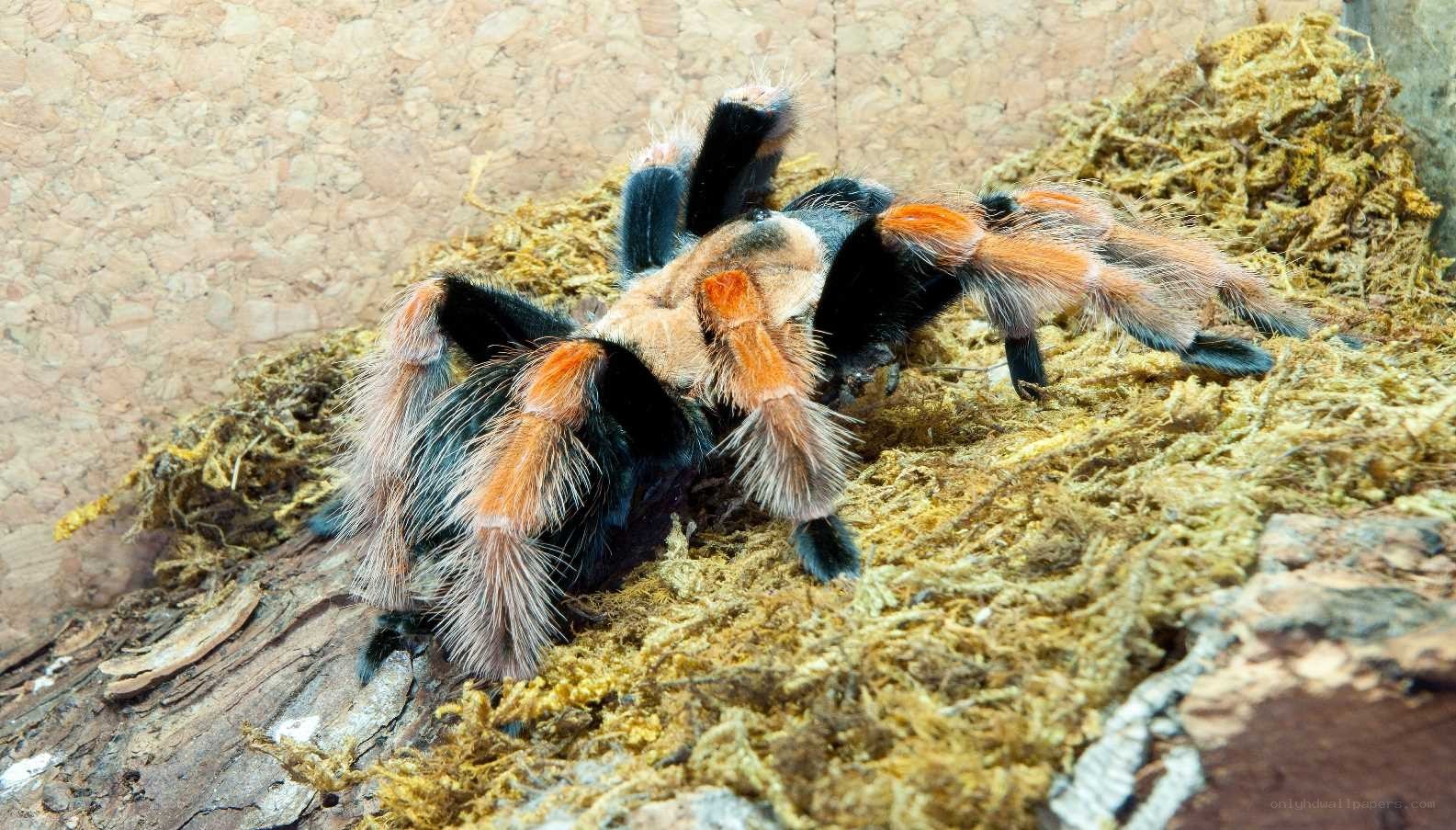 tarantula on mossy ground