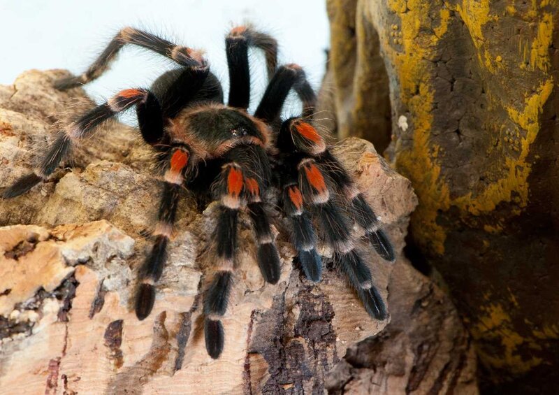 Tarantula on Rock — Black, Natural