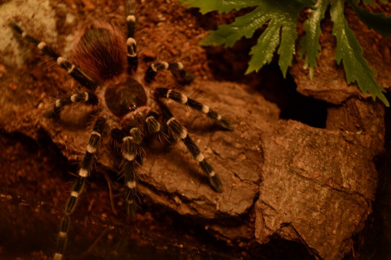Tarantula on Rock — Brown, Natural, Photograph