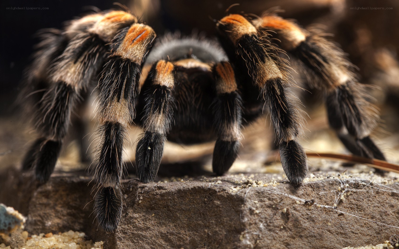 tarantula on rocky surface