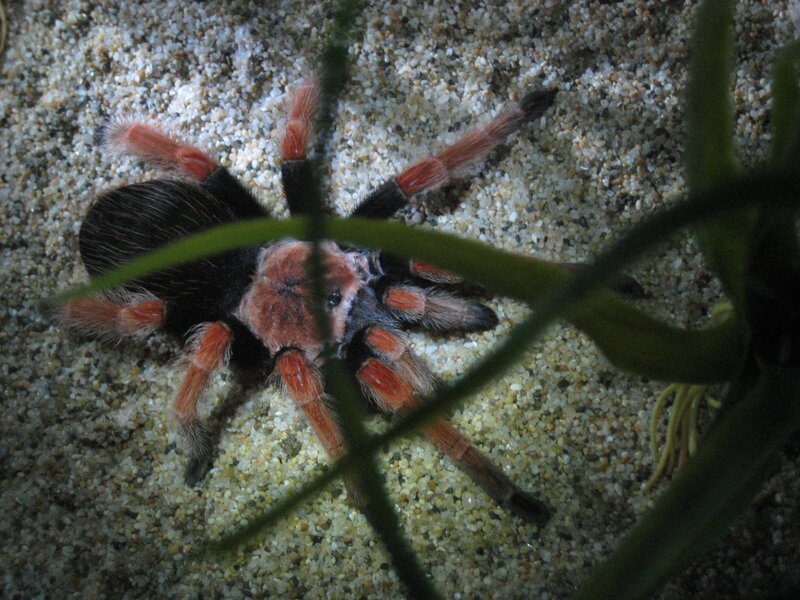 Tarantula on Sand — Black
