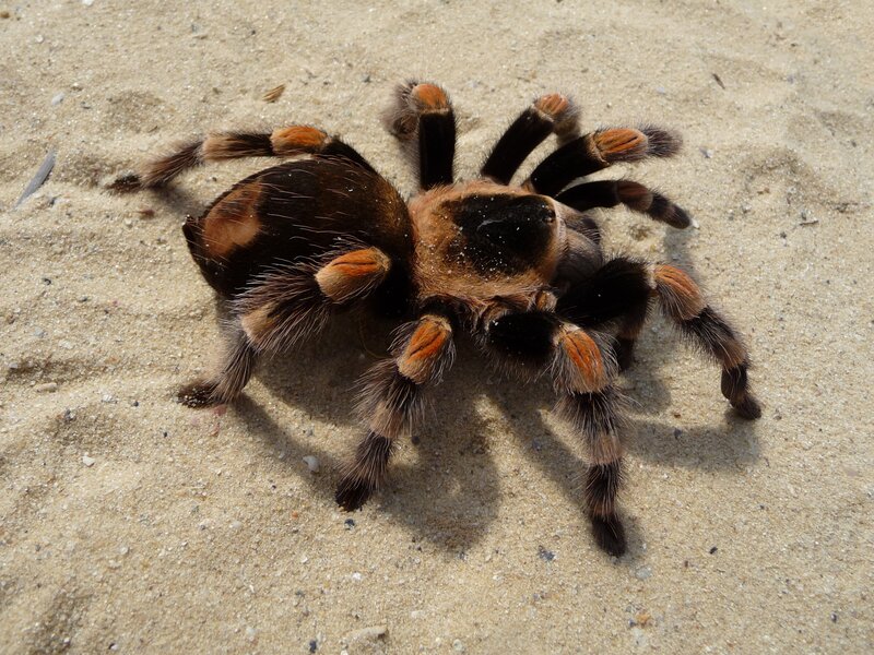 Tarantula on Sand