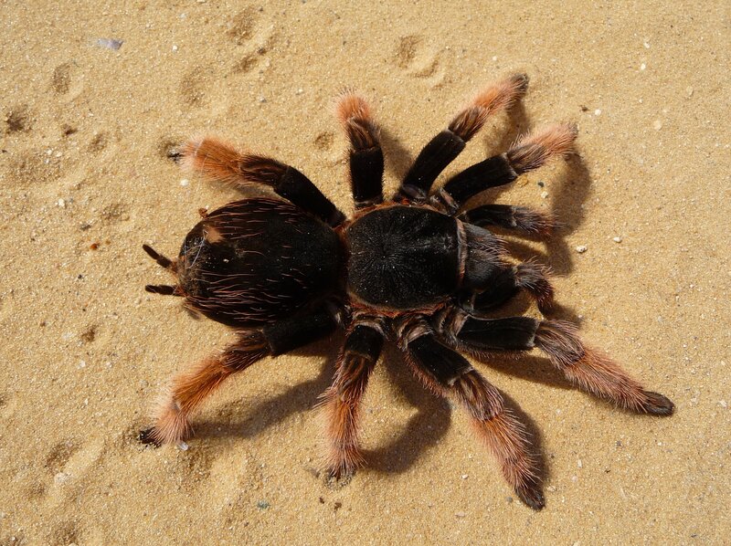 tarantula on sandy ground