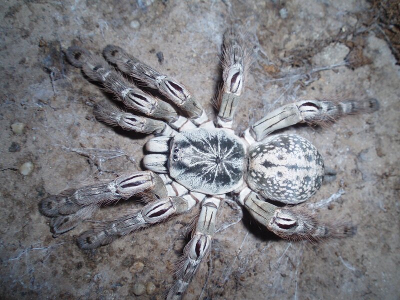 tarantula on sandy ground