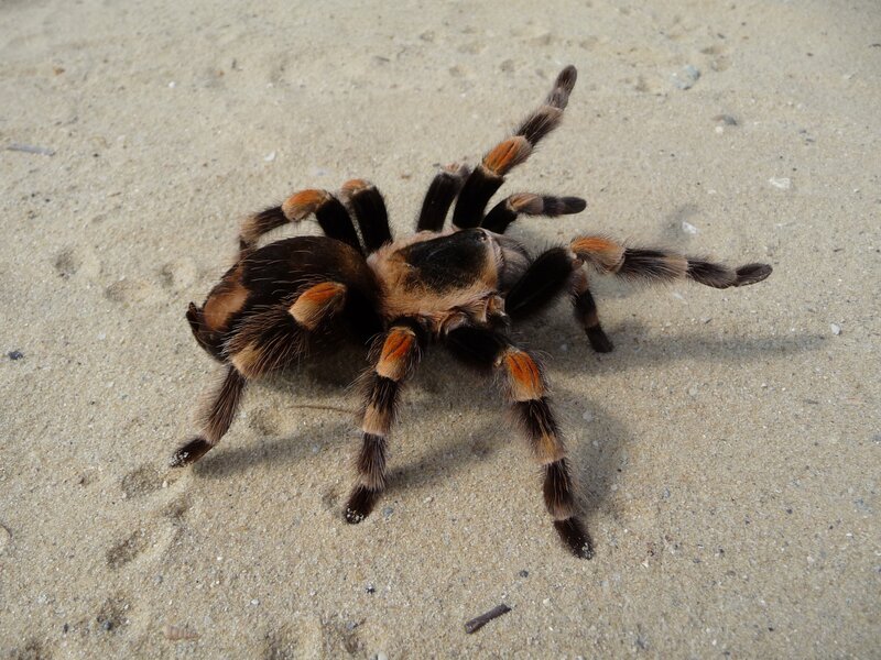 tarantula on sandy ground