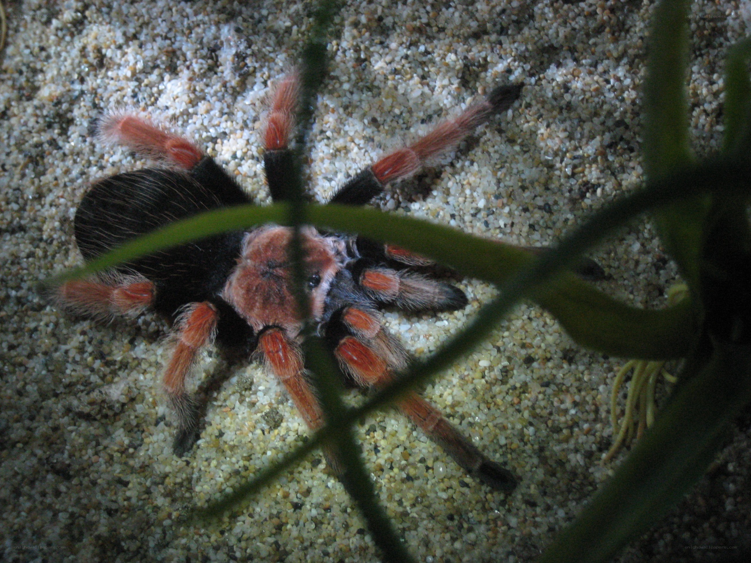 tarantula on sandy ground