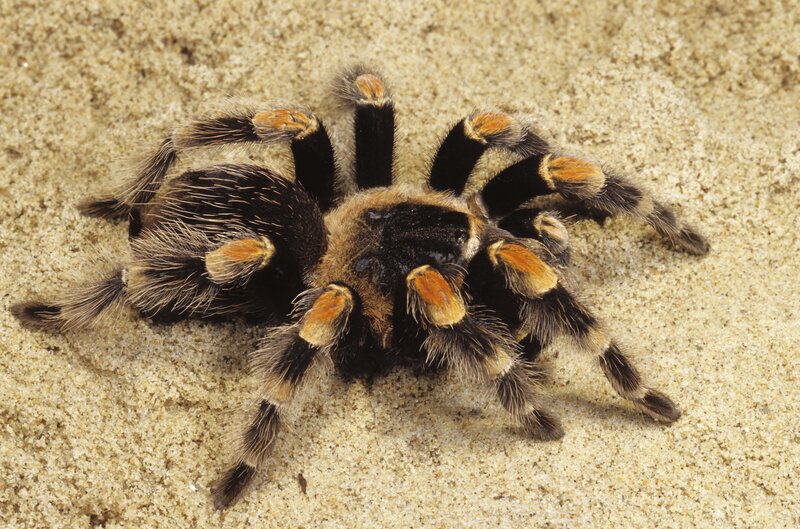 tarantula on sandy ground