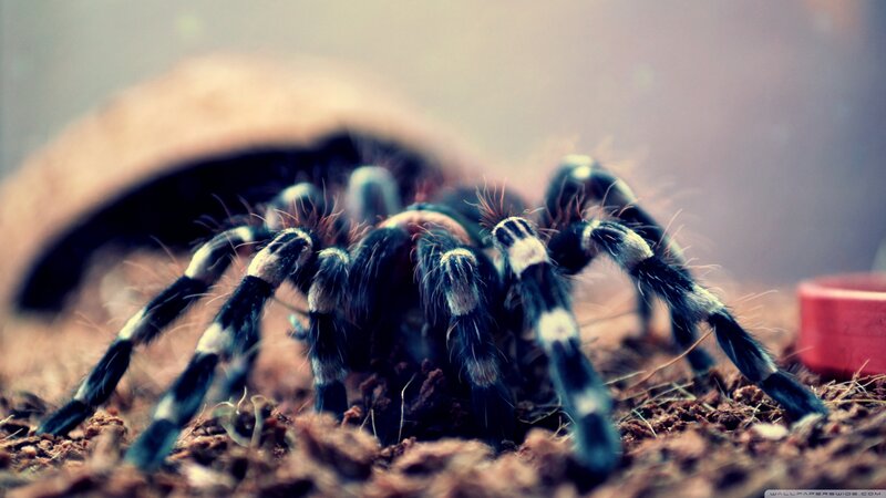 Tarantula on Soil — Brown, Dramatic