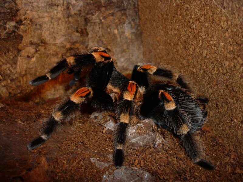 Tarantula on Soil — Brown, Natural, Photograph, Rock, Spider, Black