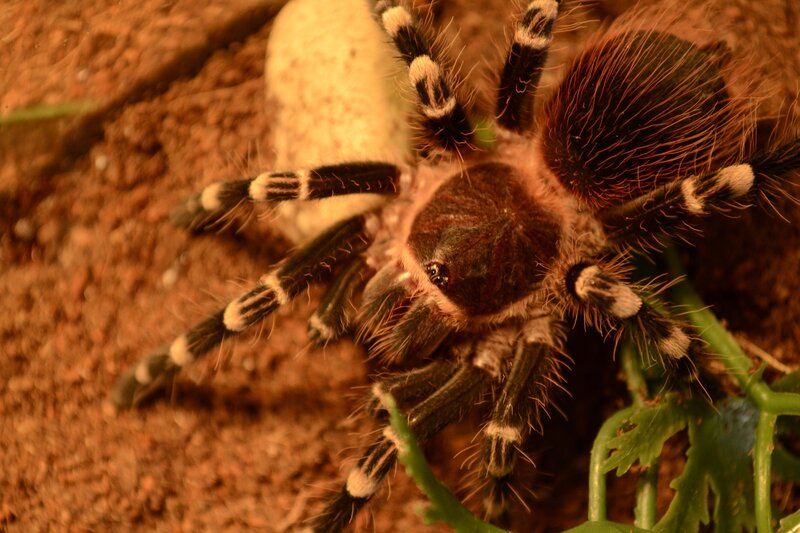 Tarantula on Soil — Brown, Natural, Photograph