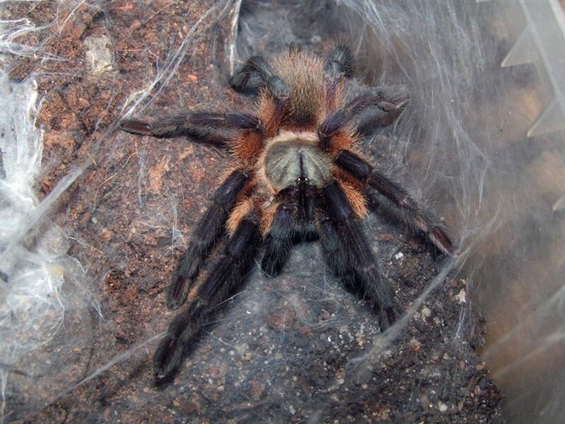 Tarantula on Soil — Brown, Natural, Photograph, Webbing, Black