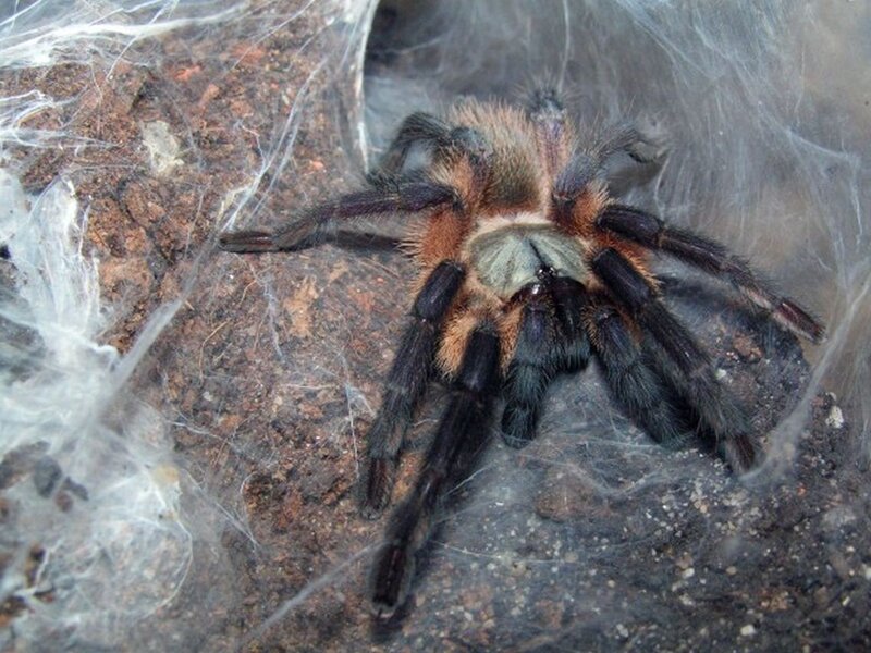 Tarantula on Soil — Brown, Natural, Photograph, Webbing