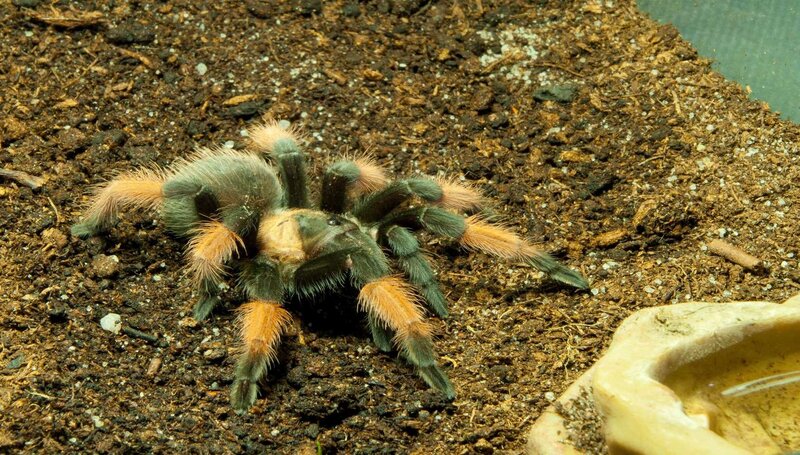 tarantula on soil substrate