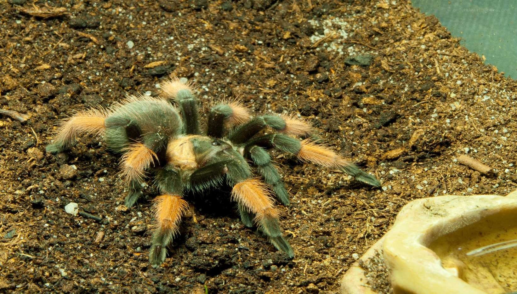 tarantula on soil substrate