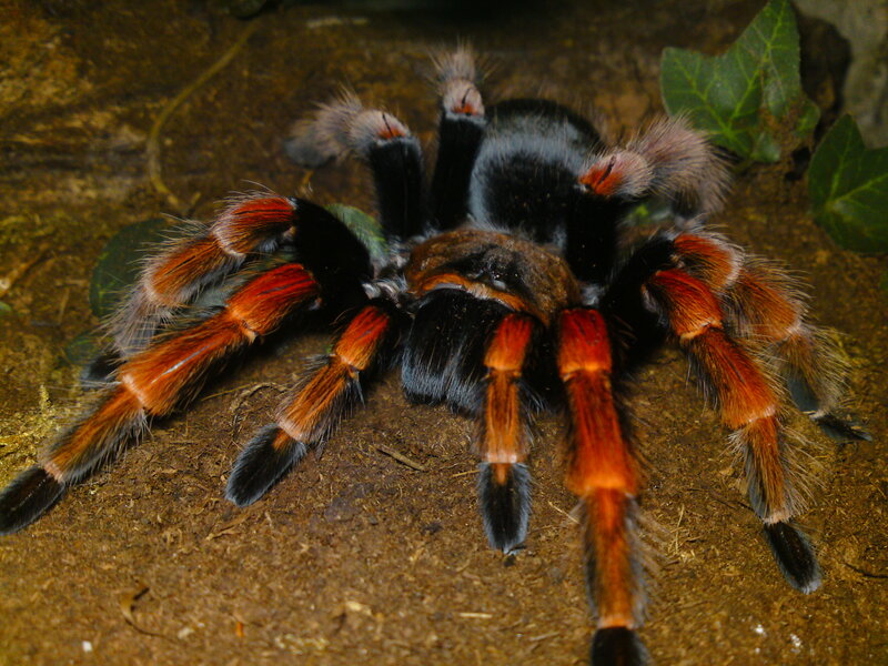 Tarantula on Soil
