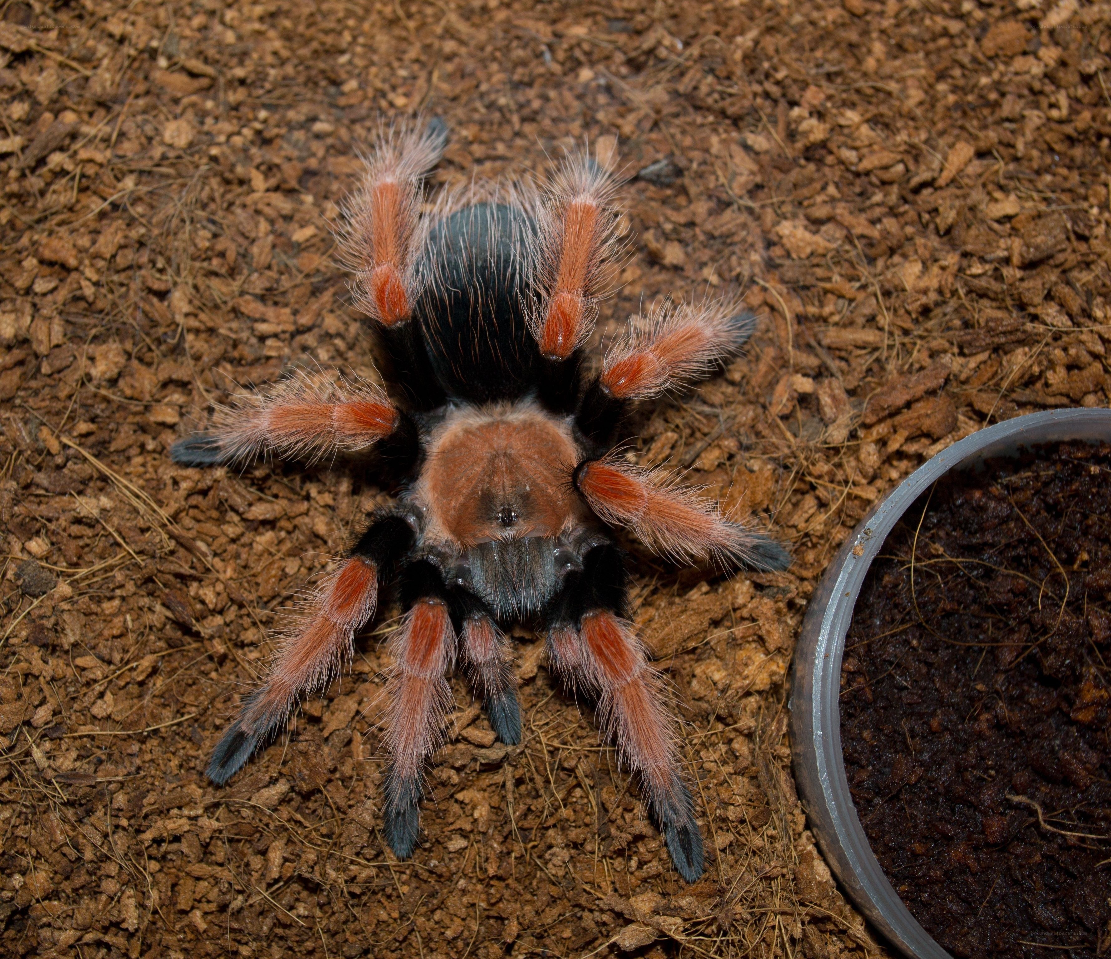 tarantula on substrate