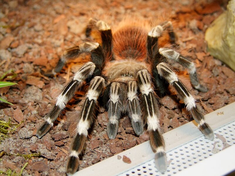 Tarantula on Substrate — Brown, Natural
