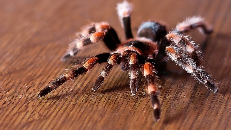 Tarantula on Wood Surface