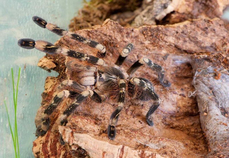 tarantula on wood