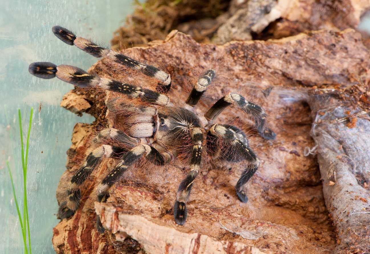 tarantula on wood