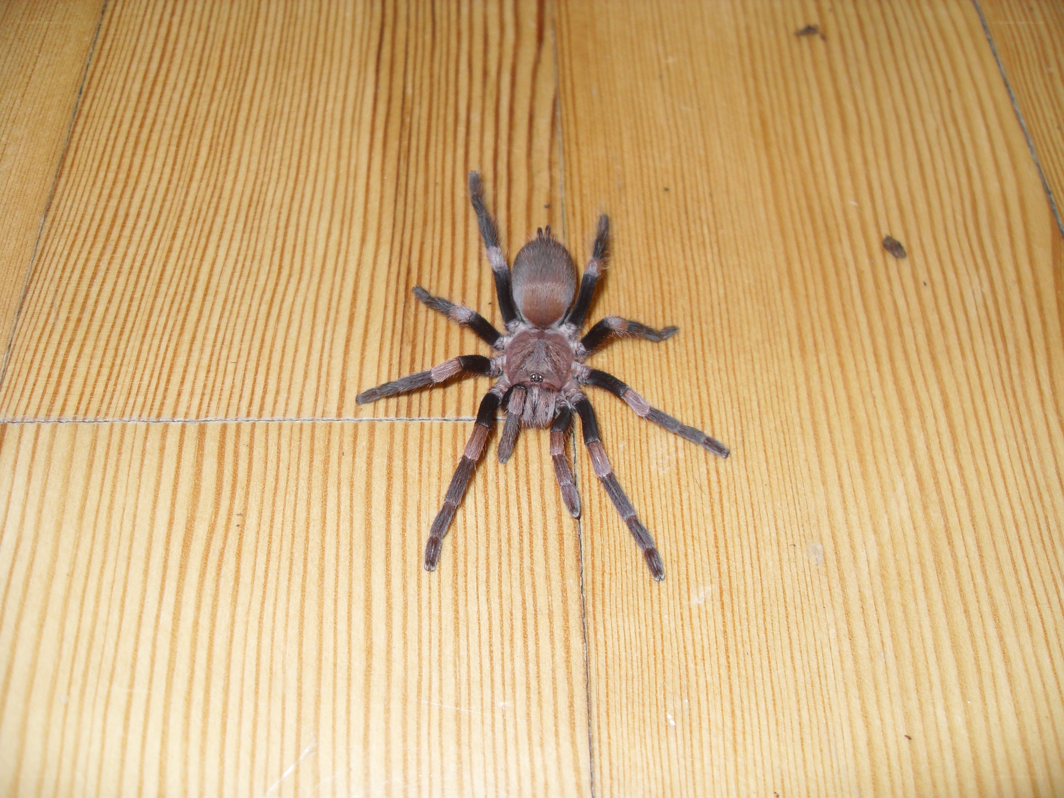 tarantula on wooden floor