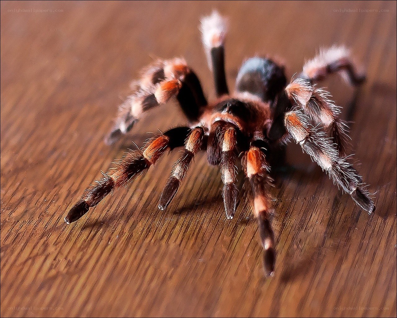 tarantula on wooden surface