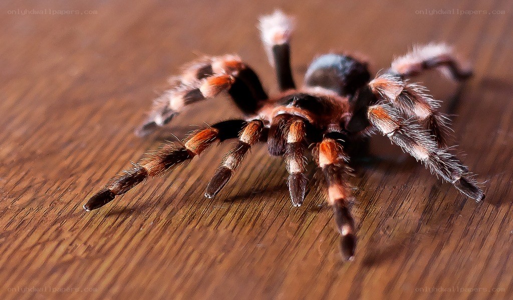 tarantula on wooden surface