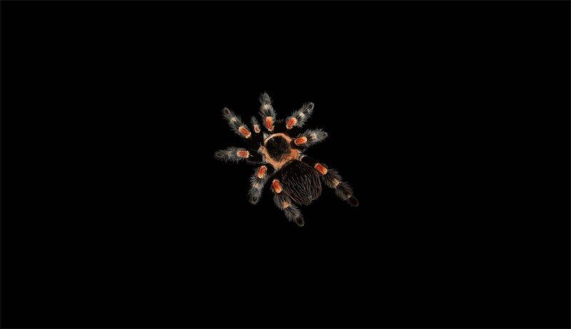 Tarantula Spider — Black, Dramatic, Photograph, Legs