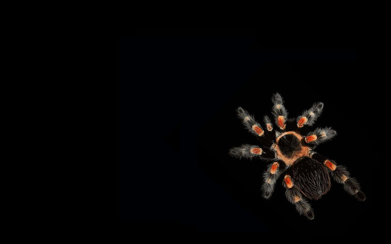 Tarantula Spider — Black, Dramatic