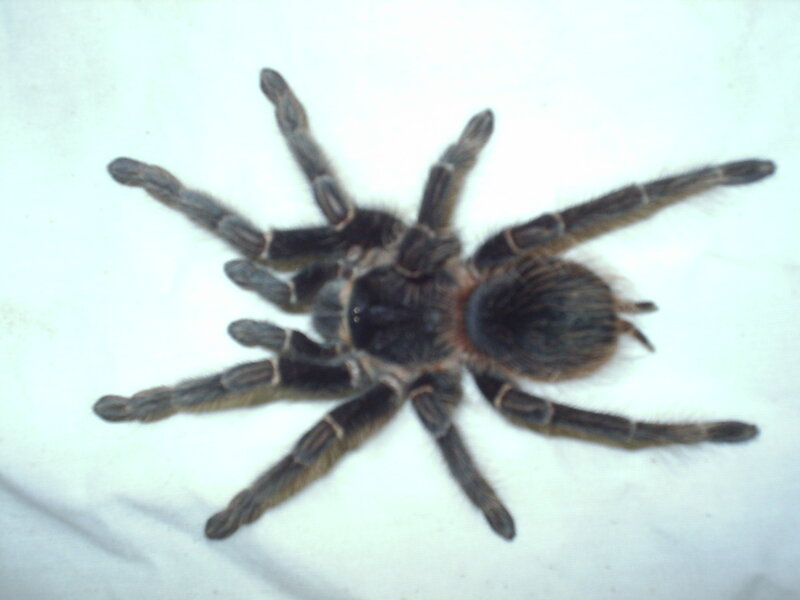 Tarantula Spider — Black
