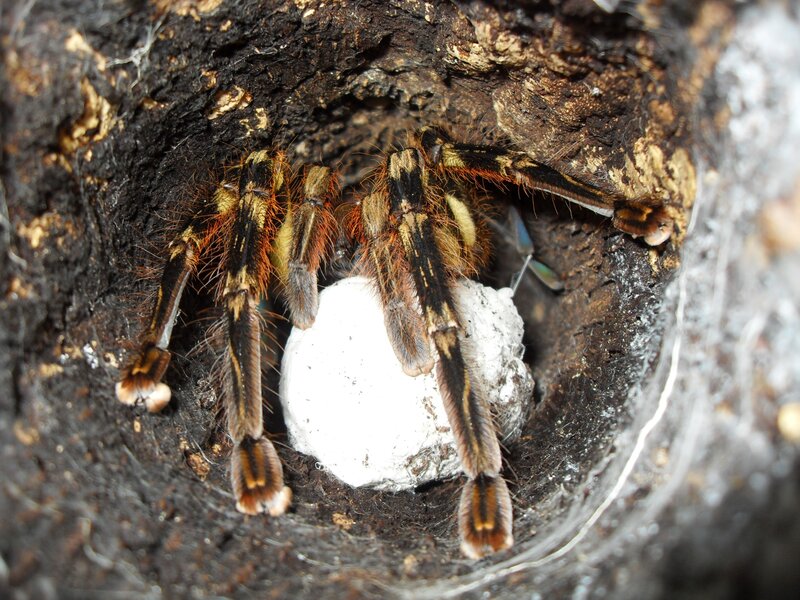 tarantula with egg sac