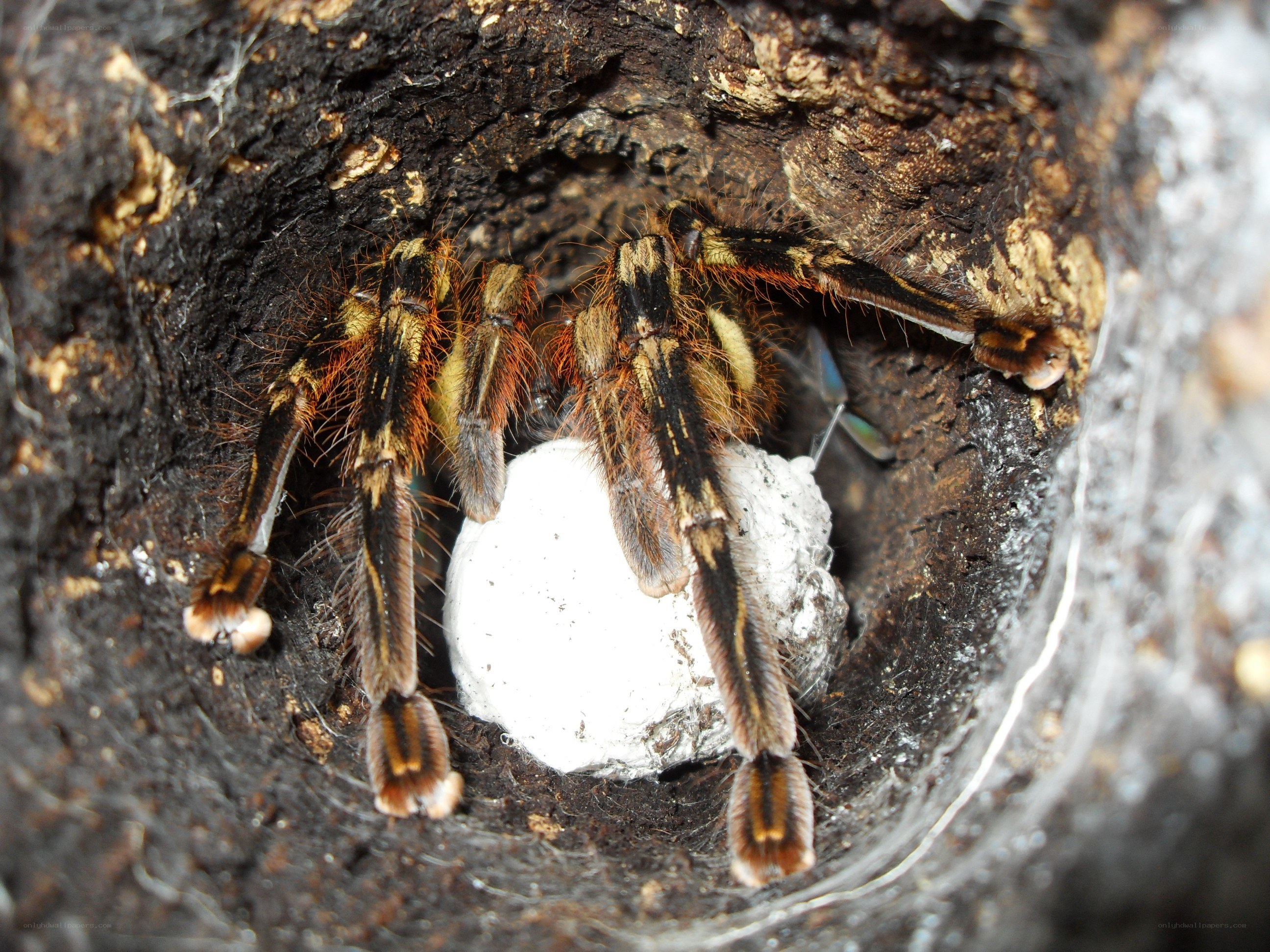 tarantula with egg sac
