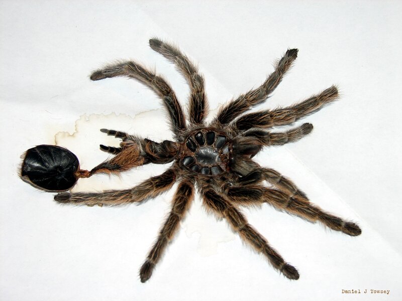 tarantula with shed exoskeleton