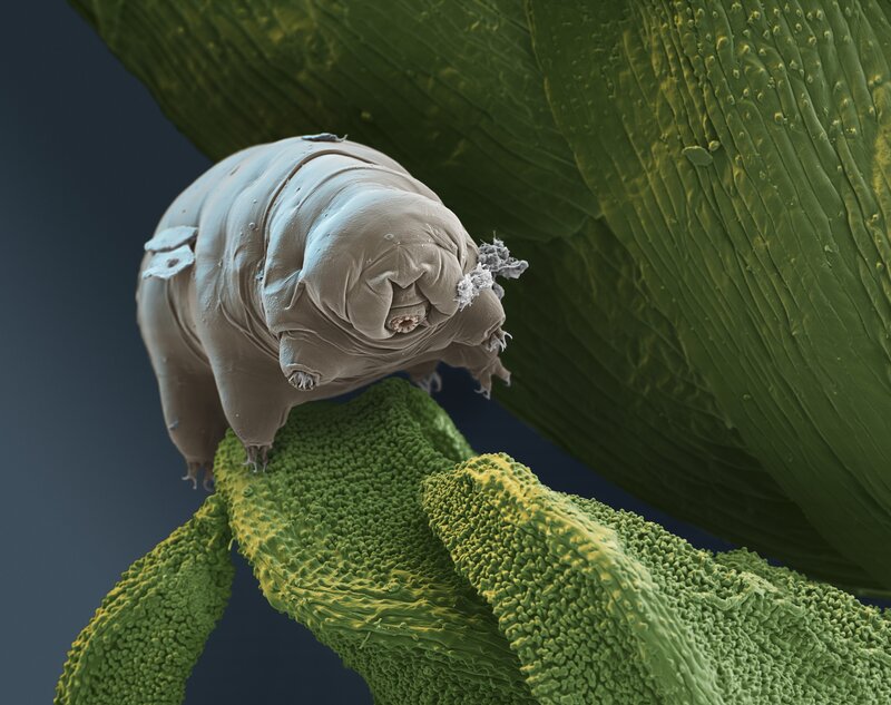 Tardigrade on Leaf