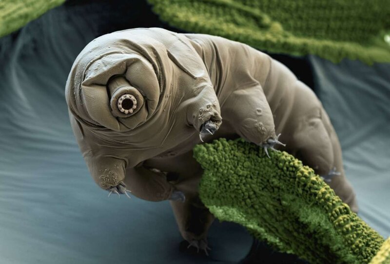 Tardigrade on Moss