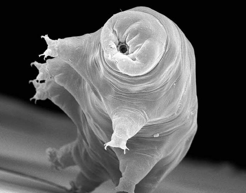 Tardigrade under microscope