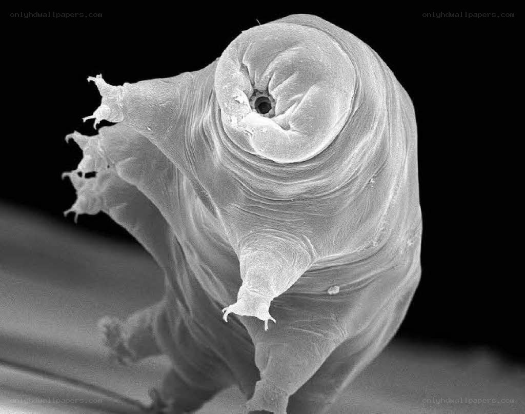 Tardigrade under microscope