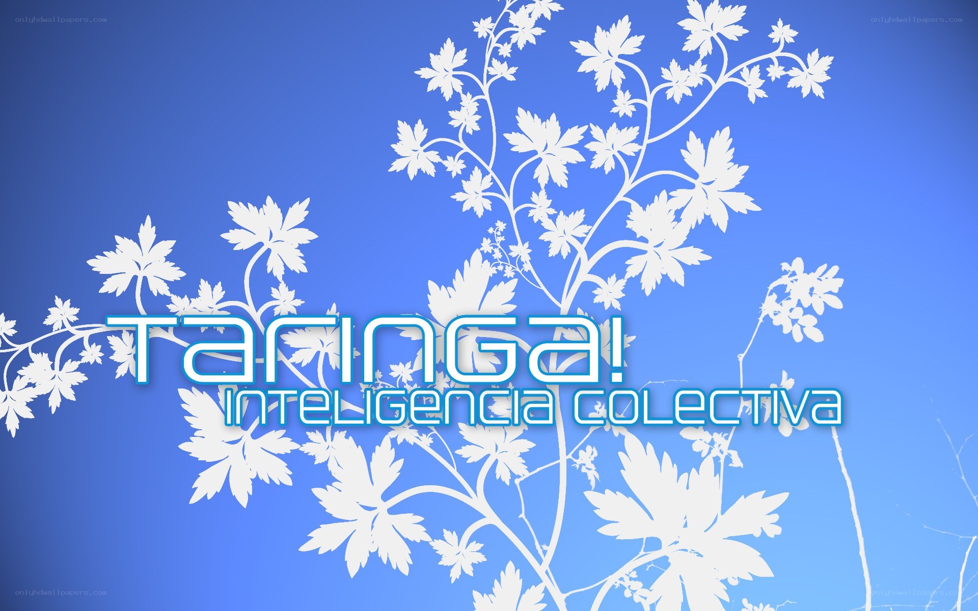 Taringa! collective intelligence